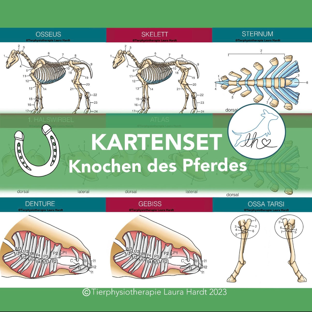 Knochenkarten Pferd