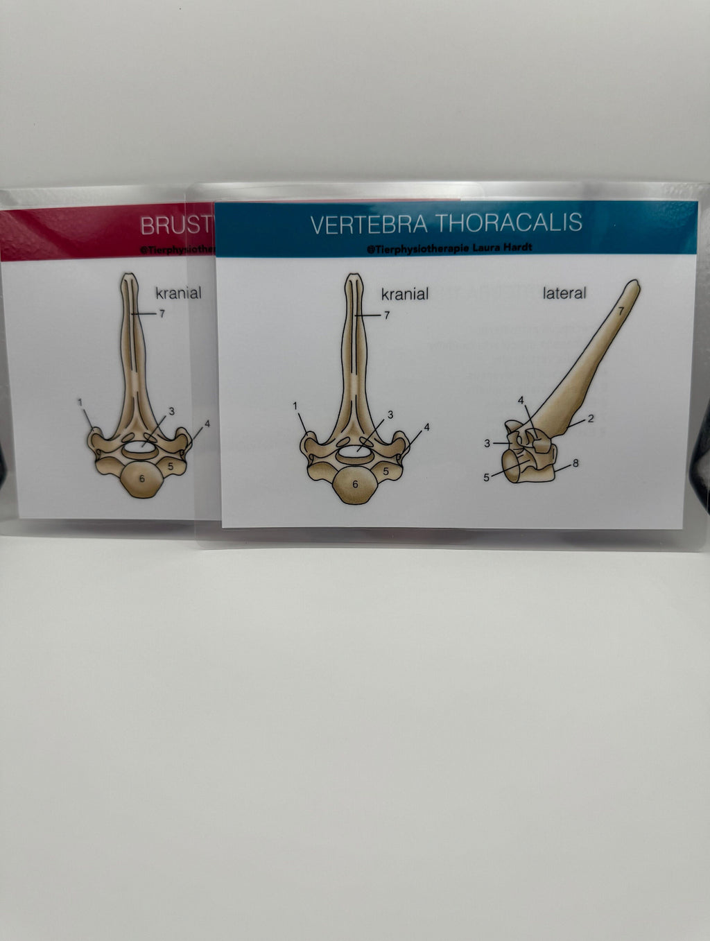 Knochenkarten Pferd