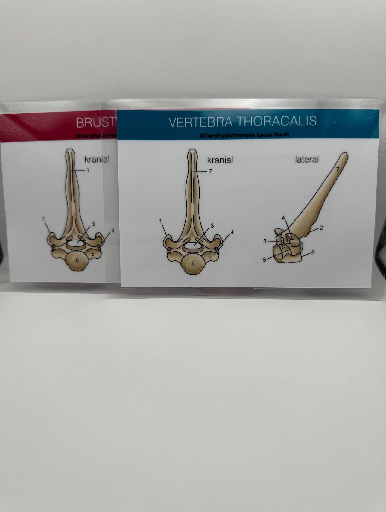 Knochenkarten Pferd
