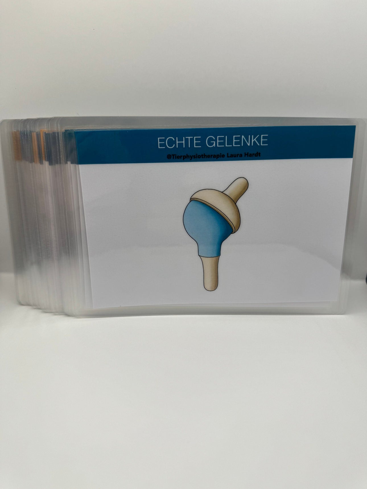 Gelenkkarten Pferd
