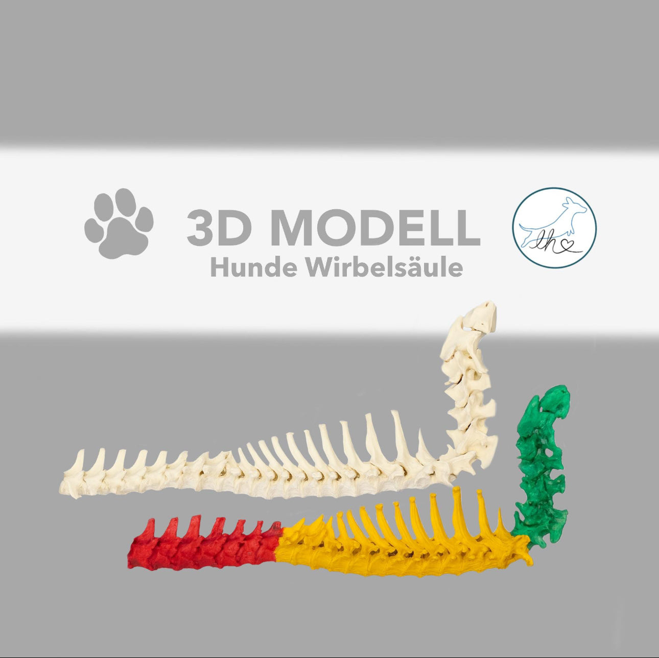 3D-gedruckte Hundewirbelsäule (Handbemalt oder naturbelassen)