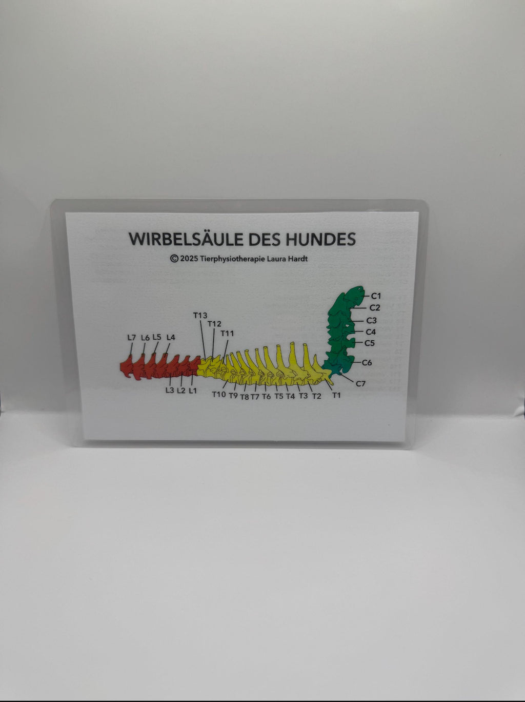 3D-gedruckte Hundewirbelsäule (Handbemalt oder naturbelassen)