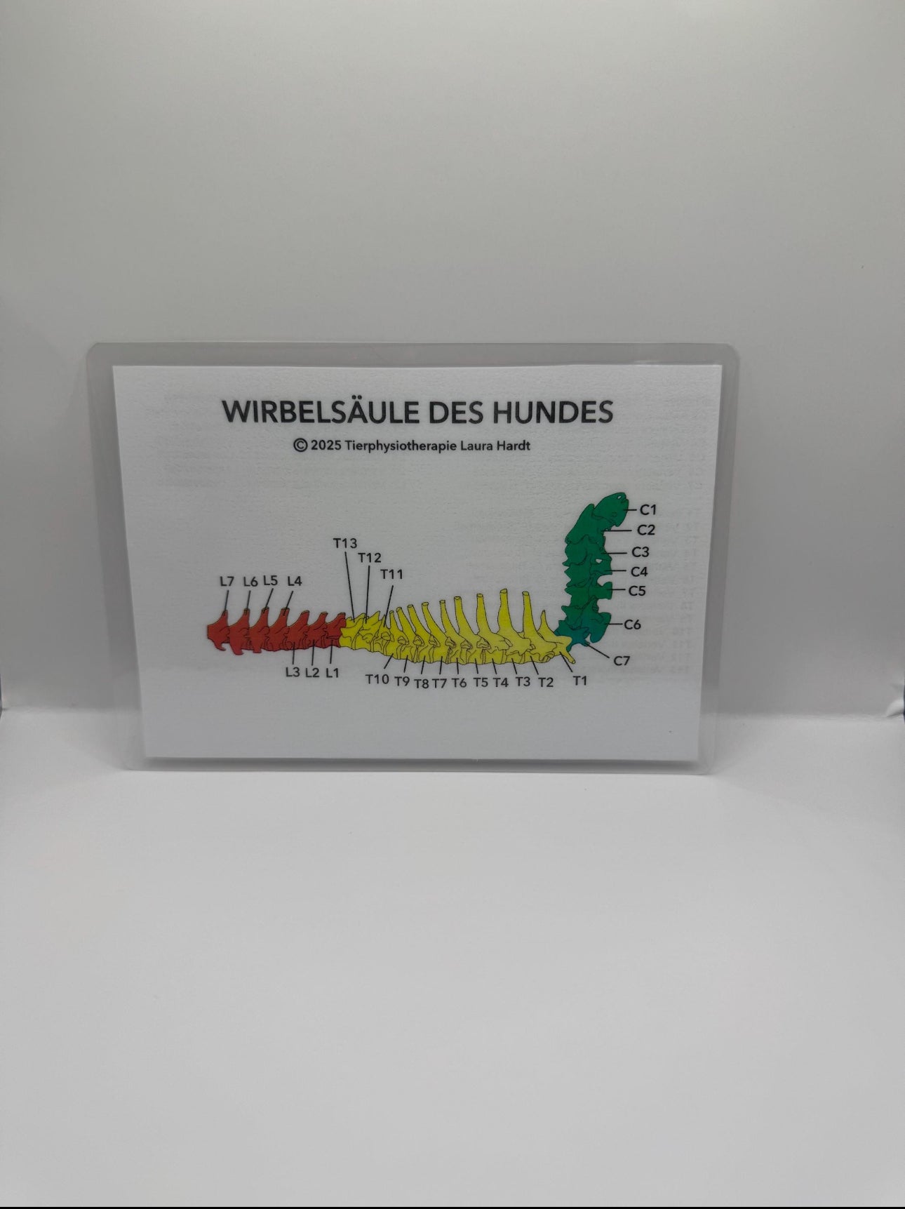 3D-gedruckte Hundewirbelsäule (Handbemalt oder naturbelassen)