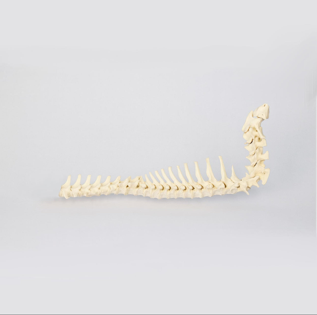 3D-gedruckte Hundewirbelsäule (Handbemalt oder naturbelassen)