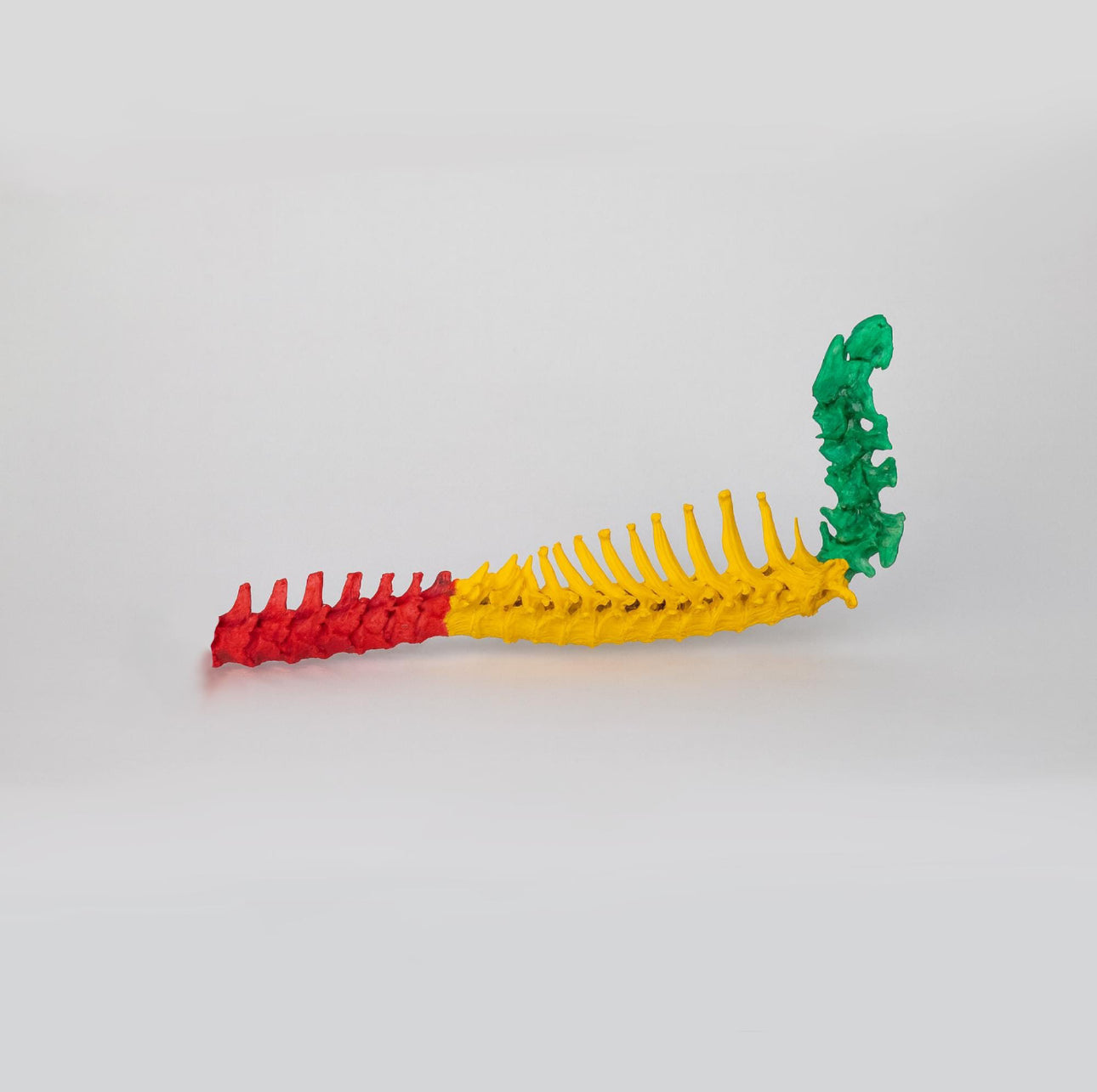 3D-gedruckte Hundewirbelsäule (Handbemalt oder naturbelassen)