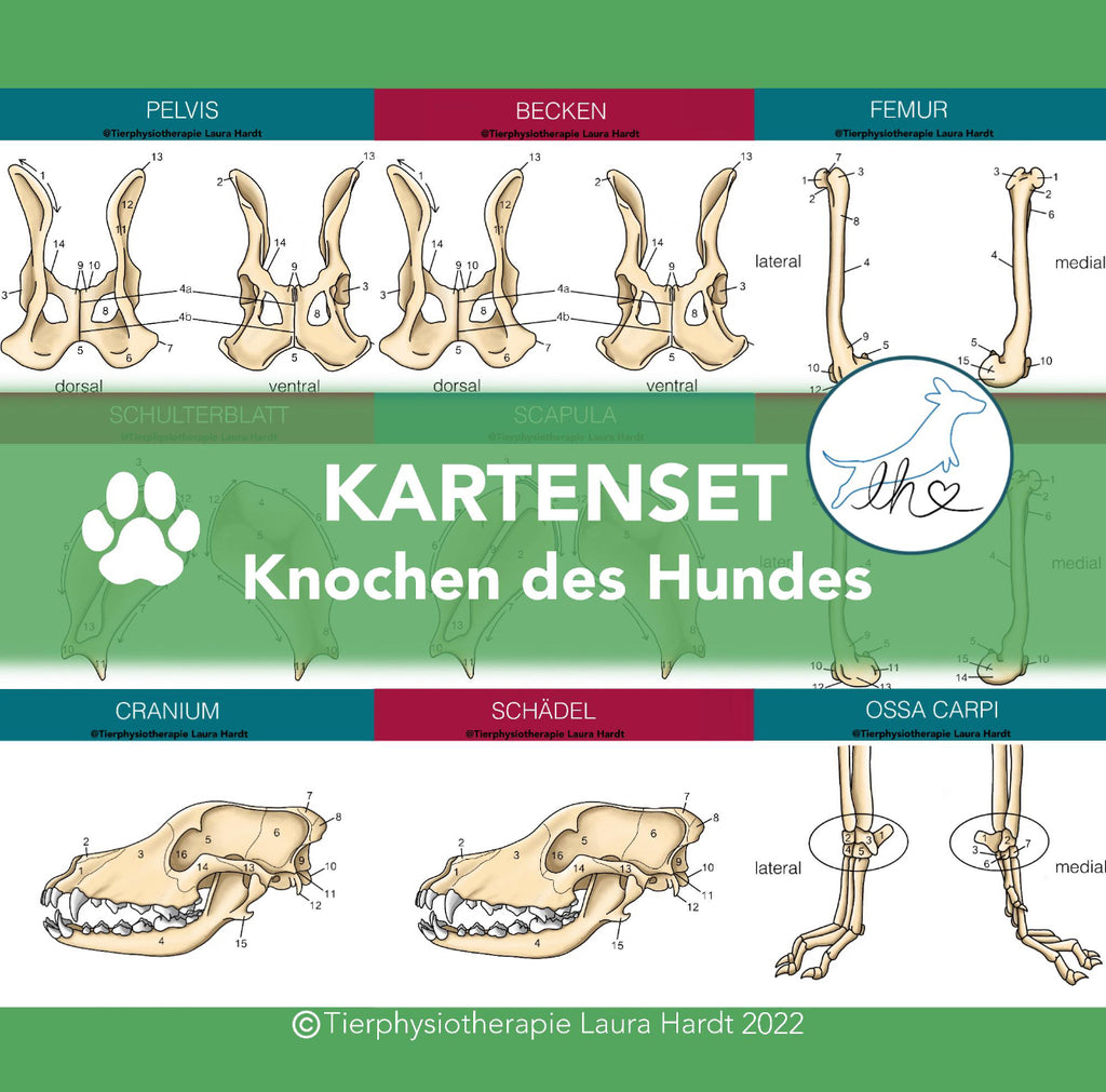 Knochenkarten Hund