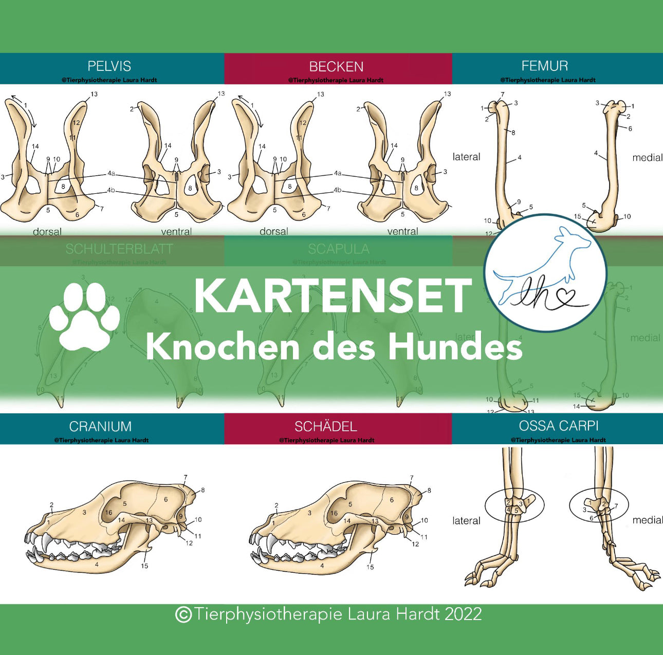 Knochenkarten Hund