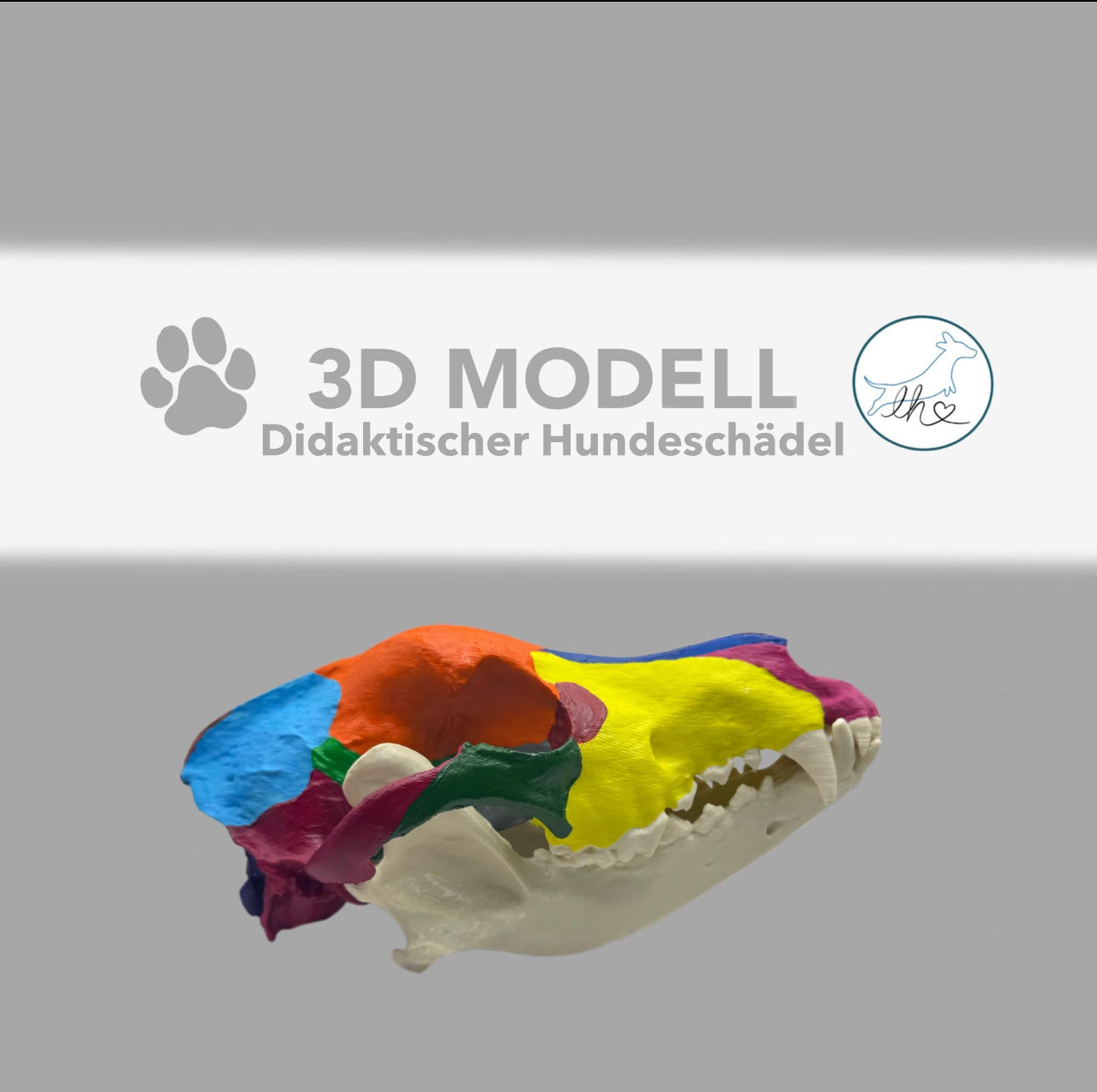 3D gedruckter didaktischer  Hundeschädel