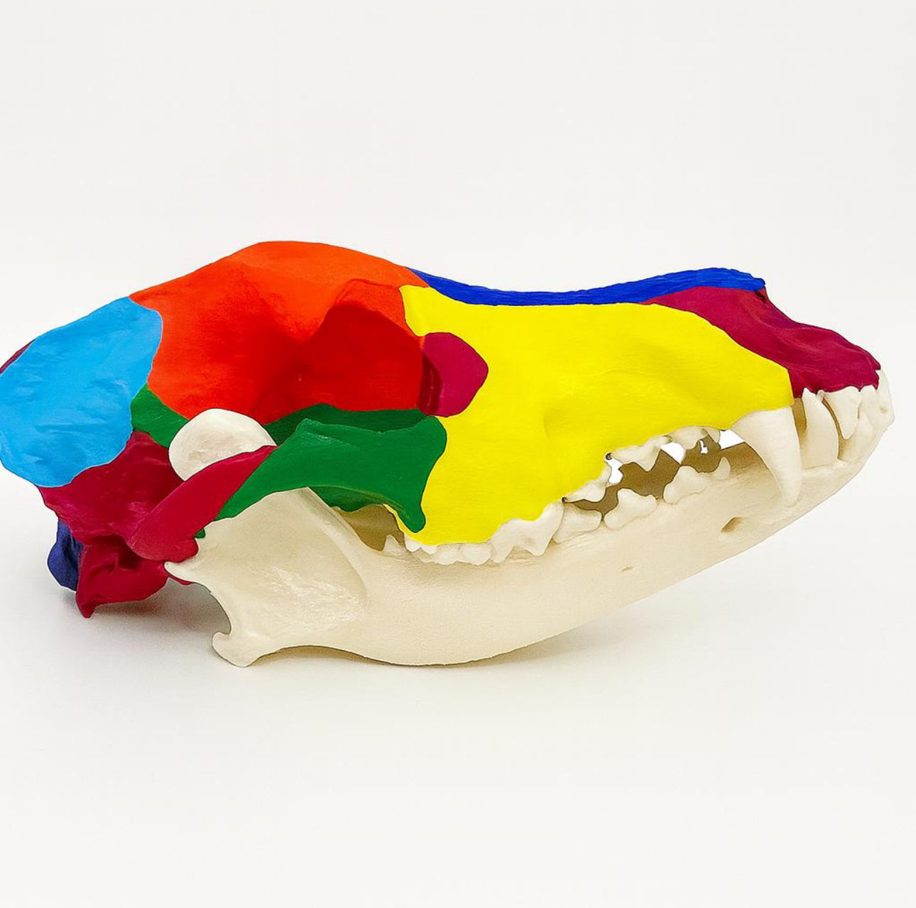 3D gedruckter didaktischer  Hundeschädel