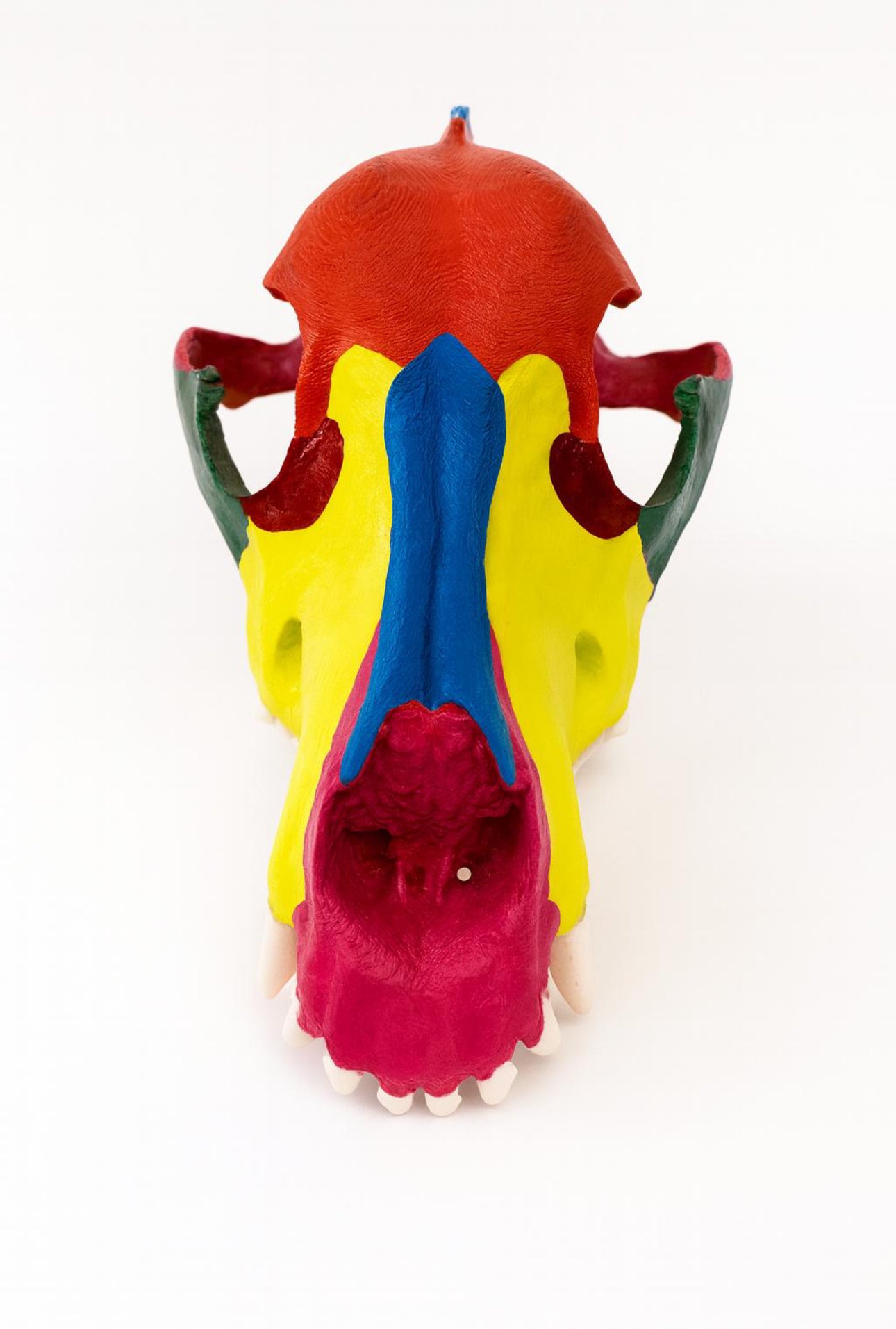 3D gedruckter didaktischer  Hundeschädel