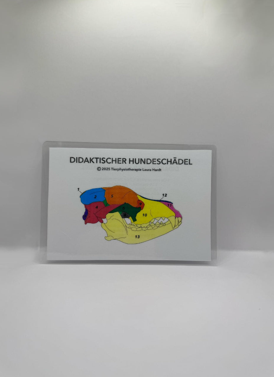 3D gedruckter didaktischer  Hundeschädel
