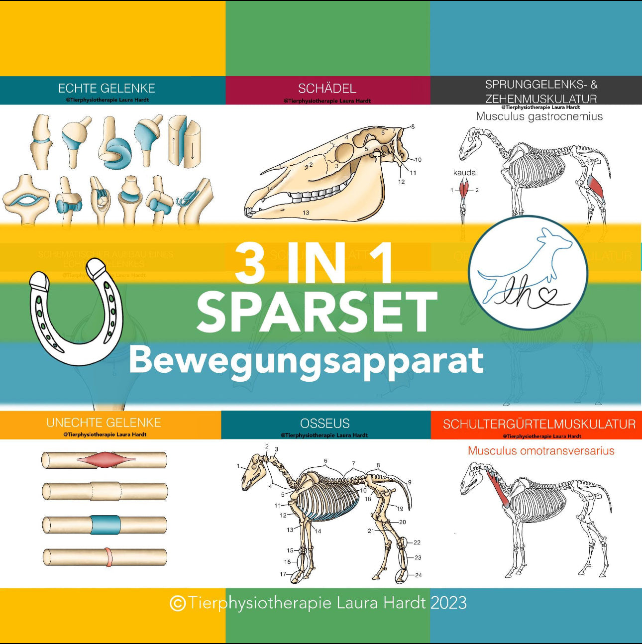 Lernset Muskeln + Knochen + Gelenke Pferde (3-in-1 Sparset)