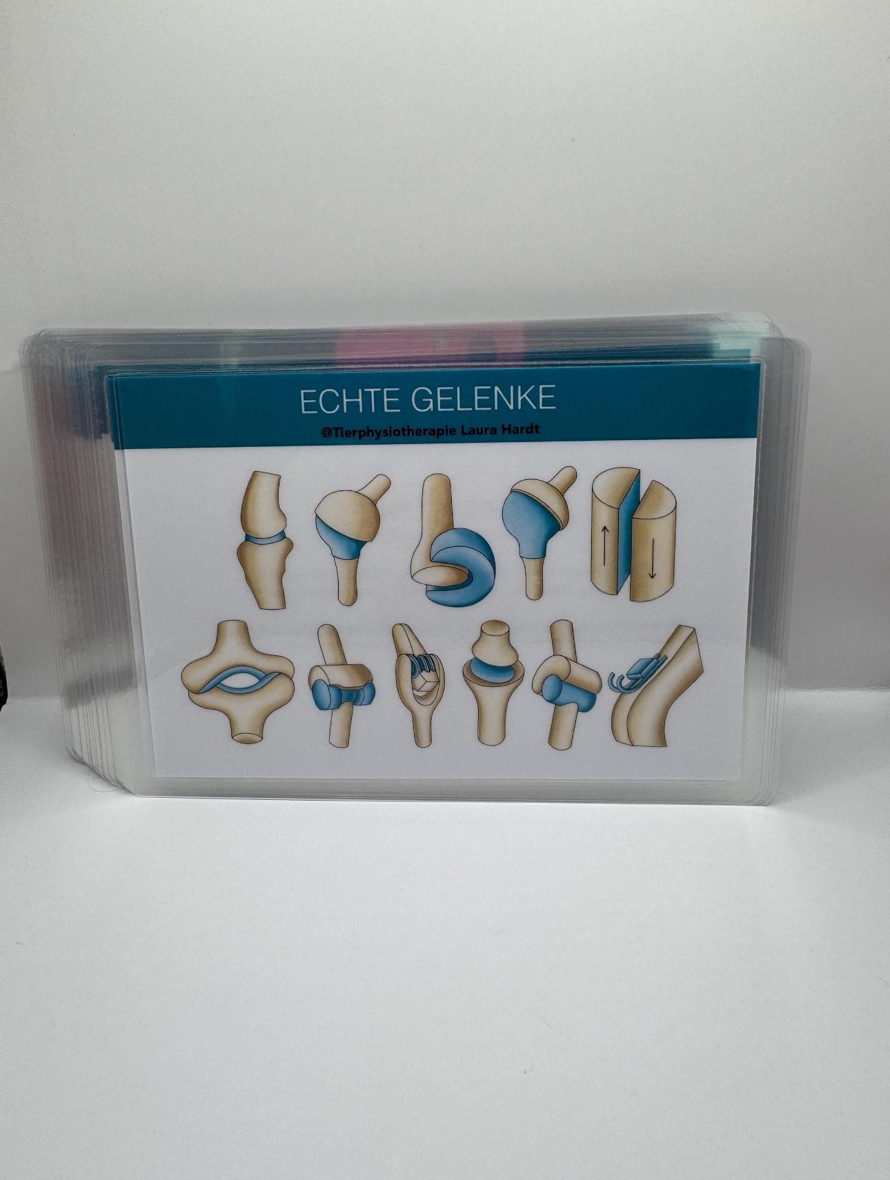 Lernset Muskeln + Knochen + Gelenke Pferde (3-in-1 Sparset)