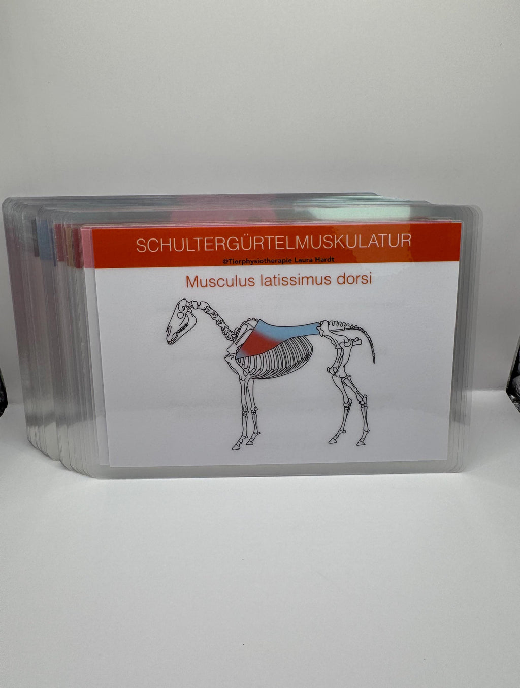 Lernset Muskeln + Knochen + Gelenke Pferde (3-in-1 Sparset)