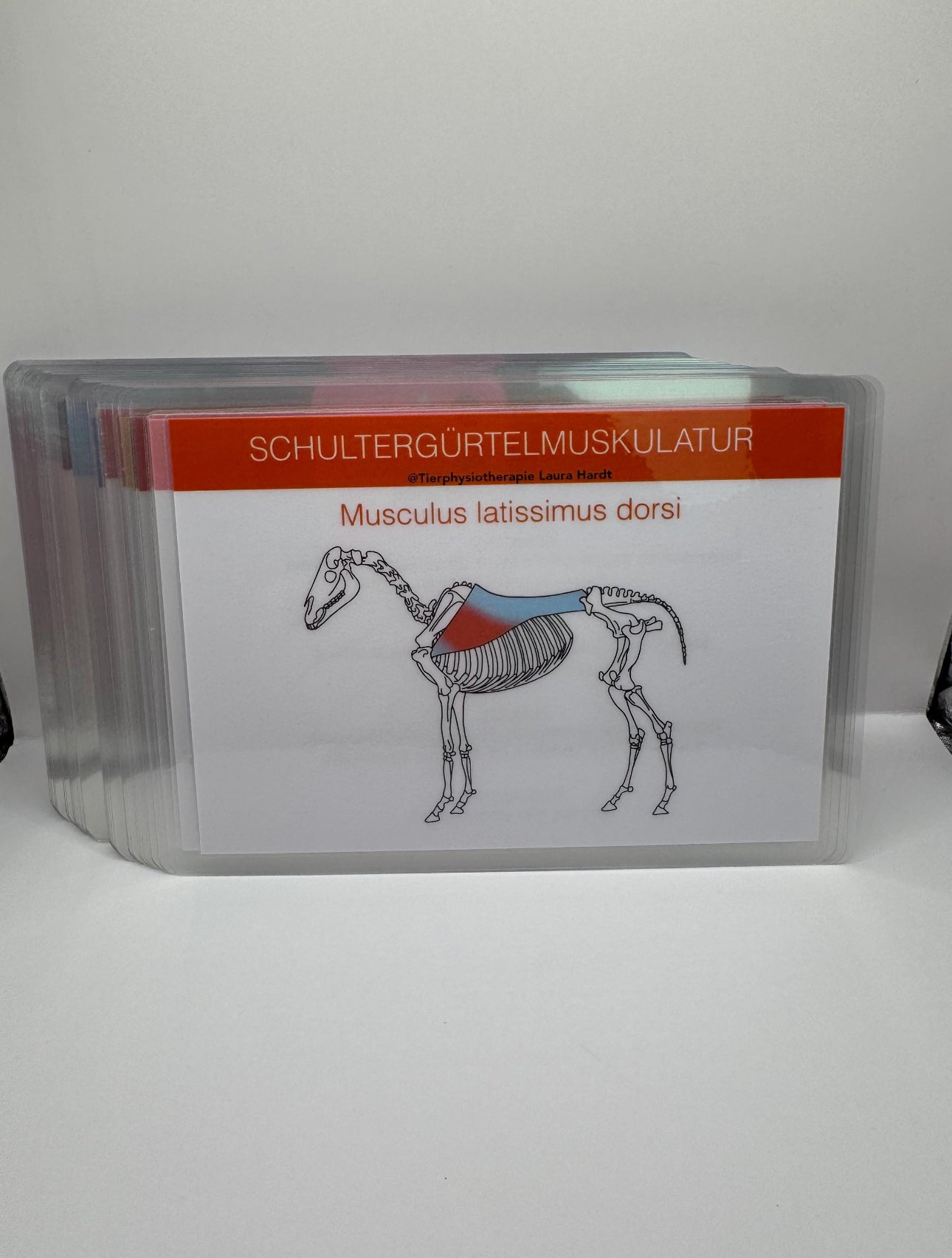 Lernset Muskeln + Knochen + Gelenke Pferde (3-in-1 Sparset)