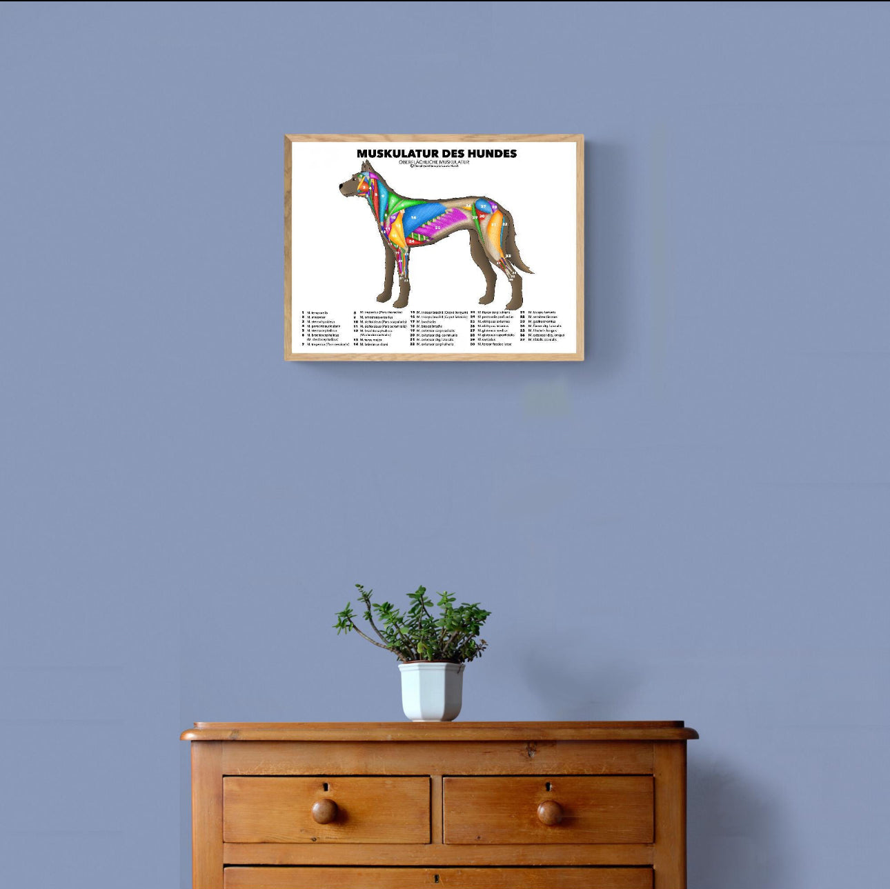 Hundemuskulatur Poster