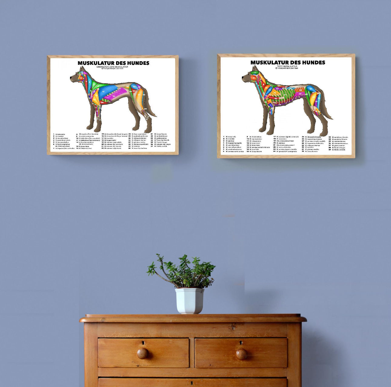 Hundemuskulatur Poster
