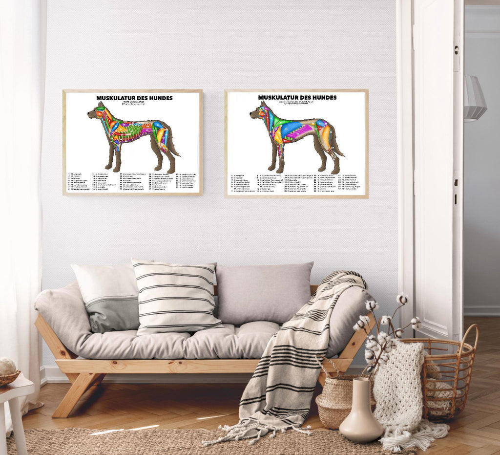 Hundemuskulatur Poster