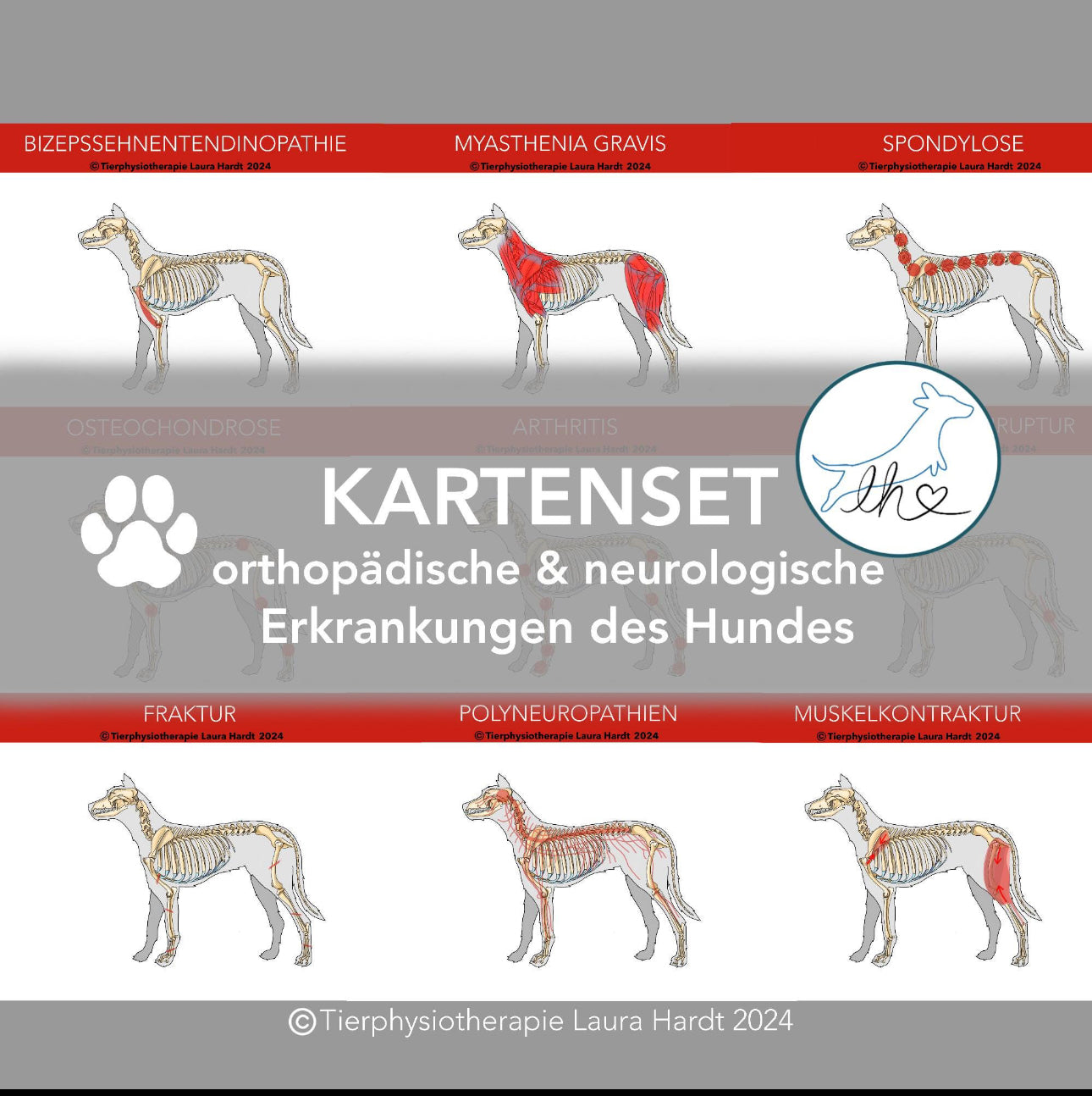 Lernkarten zu orthopädischen und neurologischen Erkrankungen des Hundes