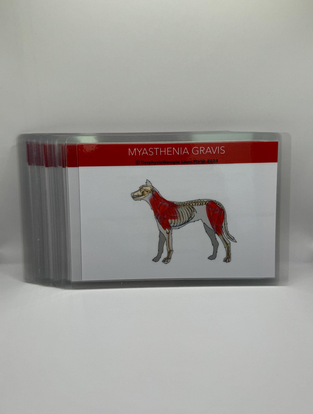 Lernkarten zu orthopädischen und neurologischen Erkrankungen des Hundes