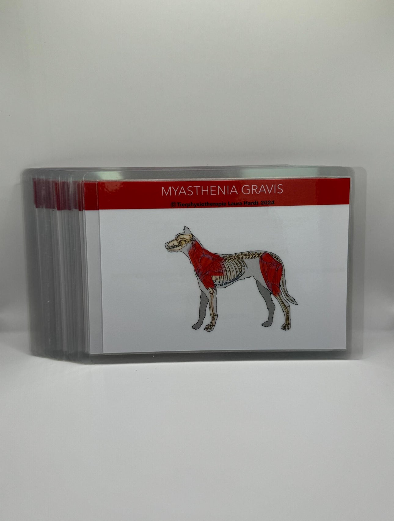 Lernkarten zu orthopädischen und neurologischen Erkrankungen des Hundes