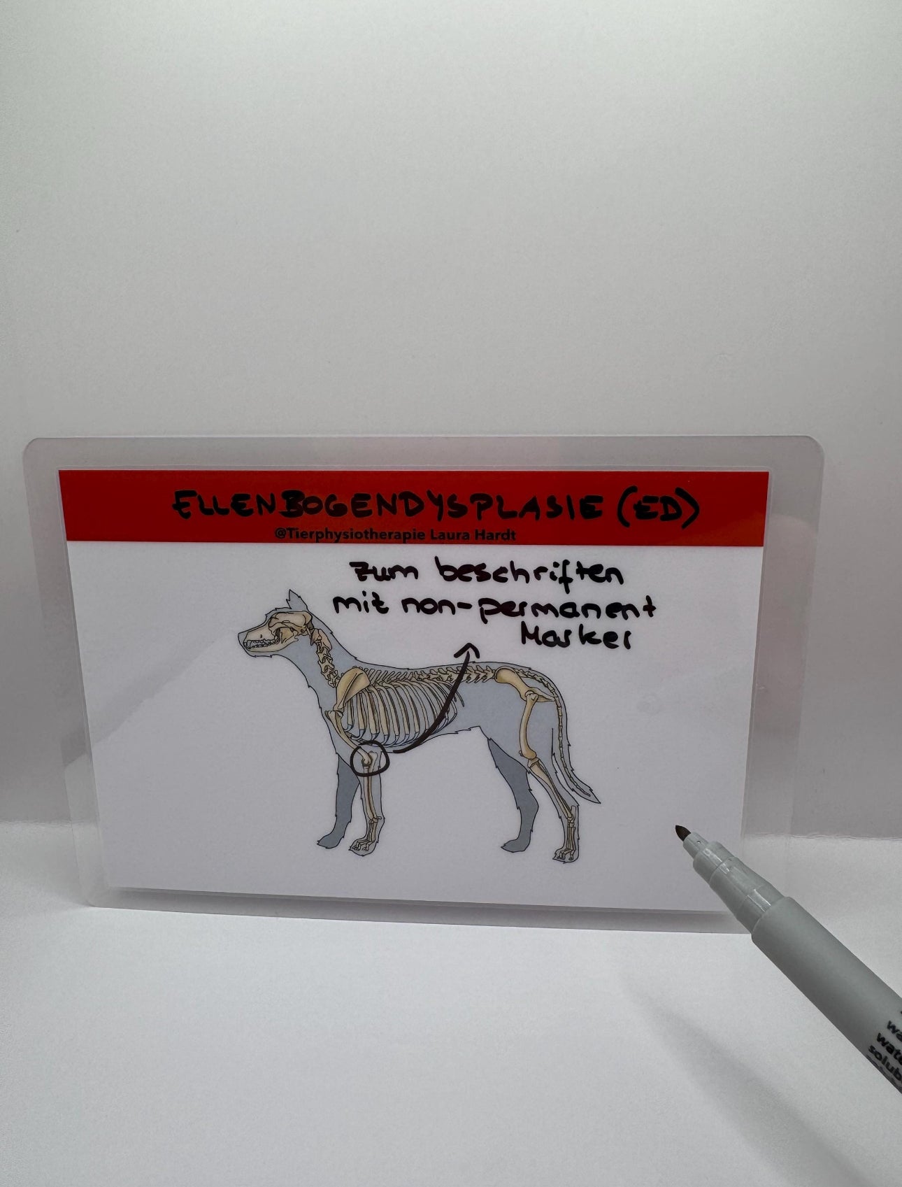 Lernkarten zu orthopädischen und neurologischen Erkrankungen des Hundes