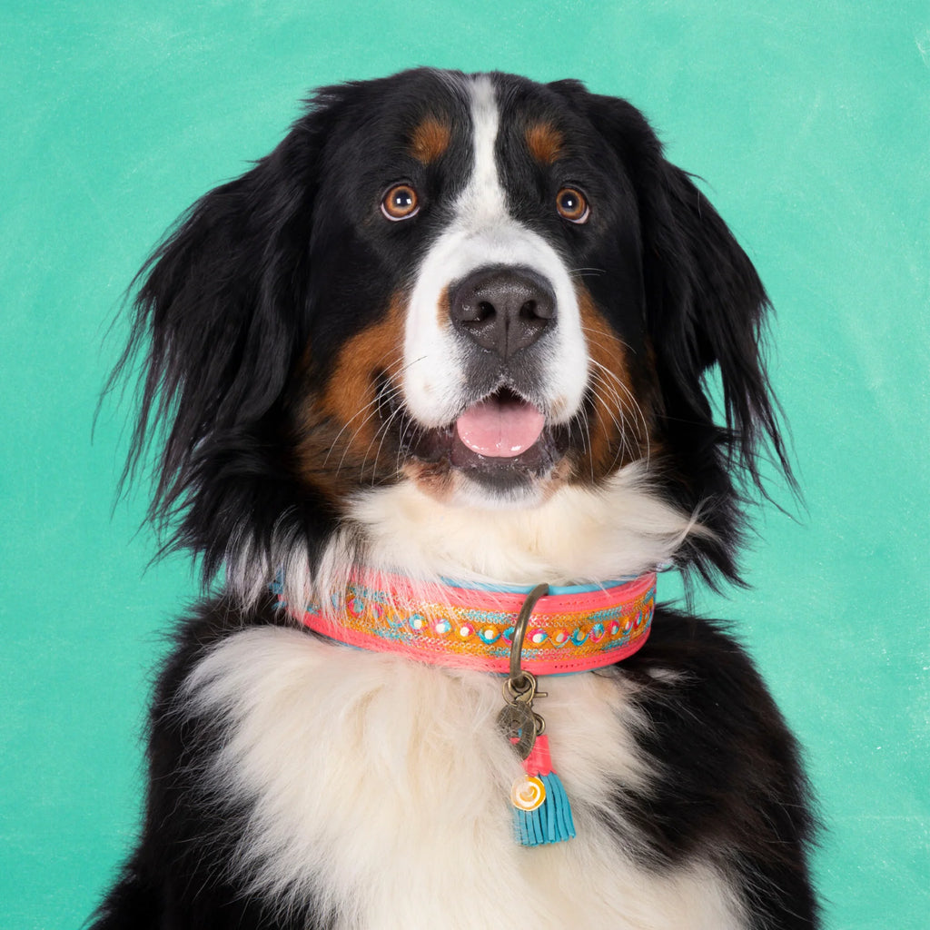 Indian Summer Halsband Dog with a Mission