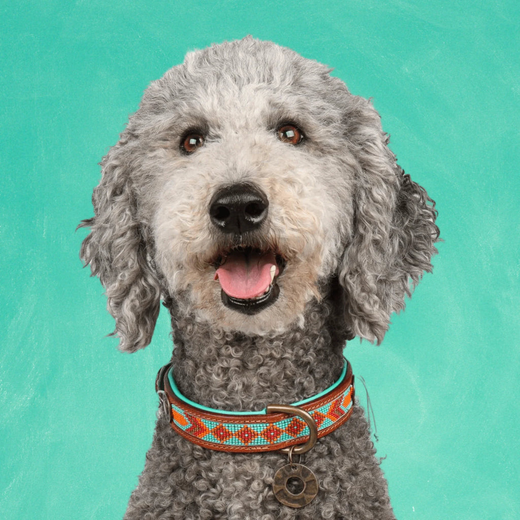 Paddy Lee Halsband Dog with a Mission