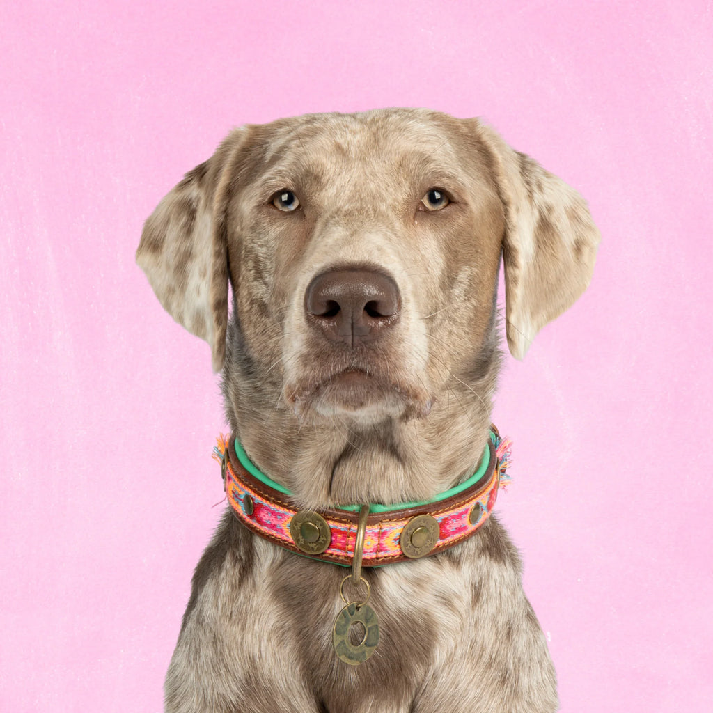 Boho Rosa Hundehalsband Dog with a Mission