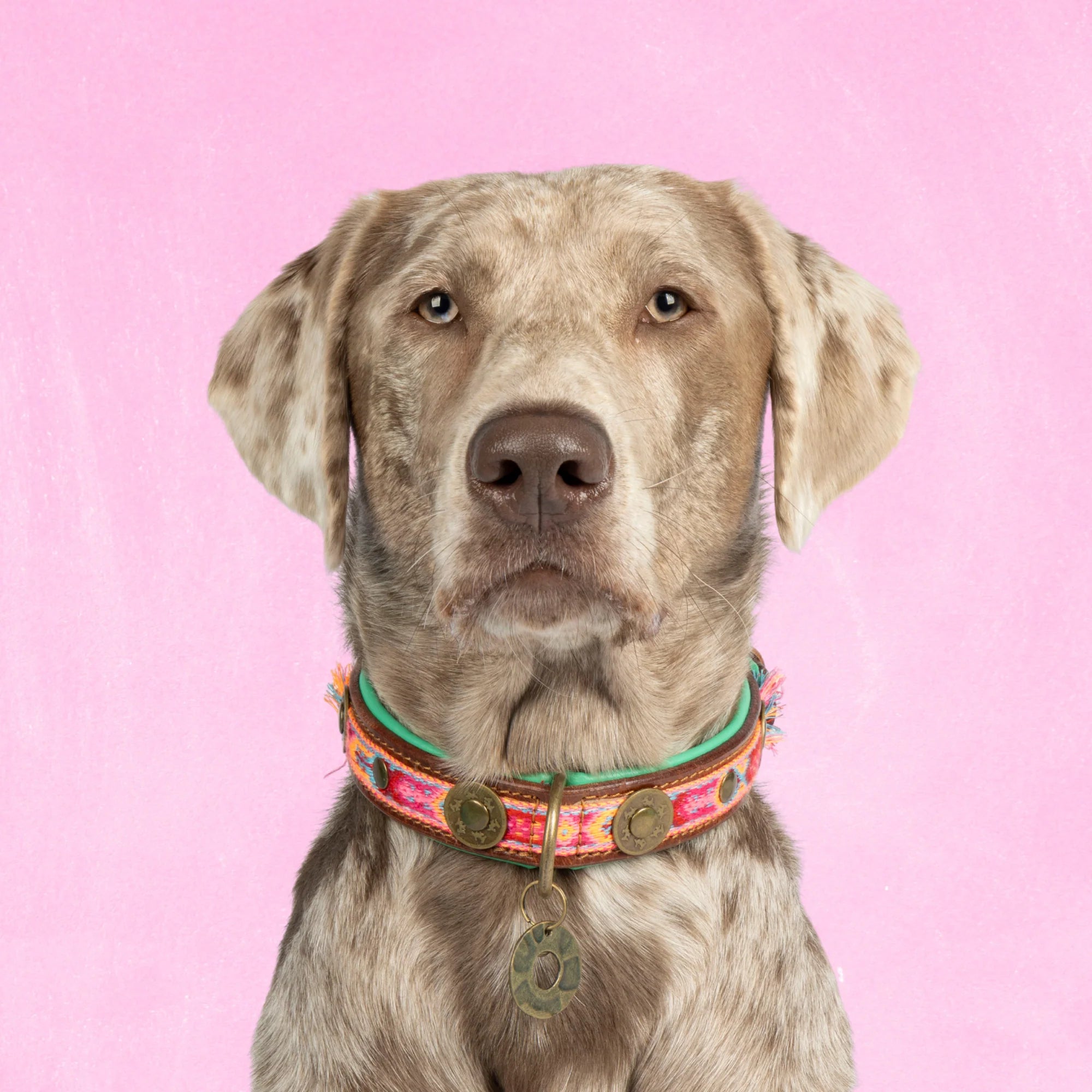 Boho Rosa Hundehalsband Dog with a Mission