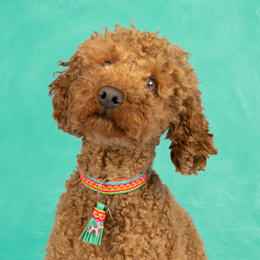 Maui Hundehalsband Dog with a Mission