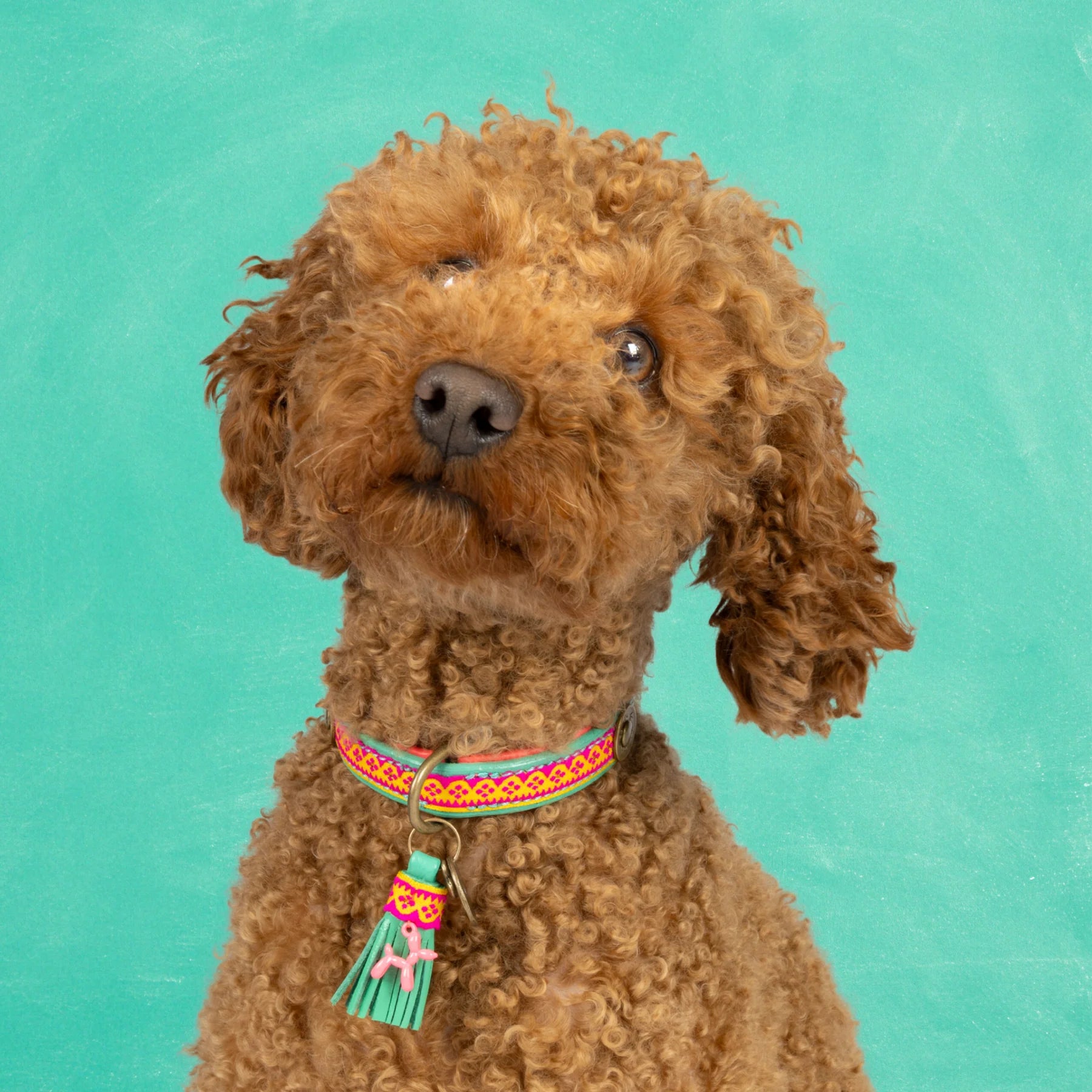Maui Hundehalsband Dog with a Mission