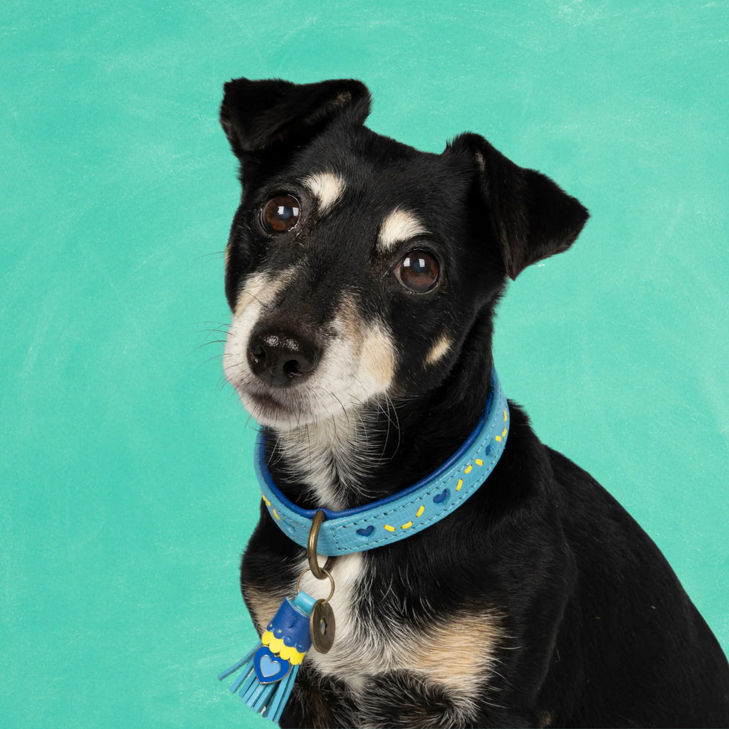 Sky Halsband Dog with a Mission
