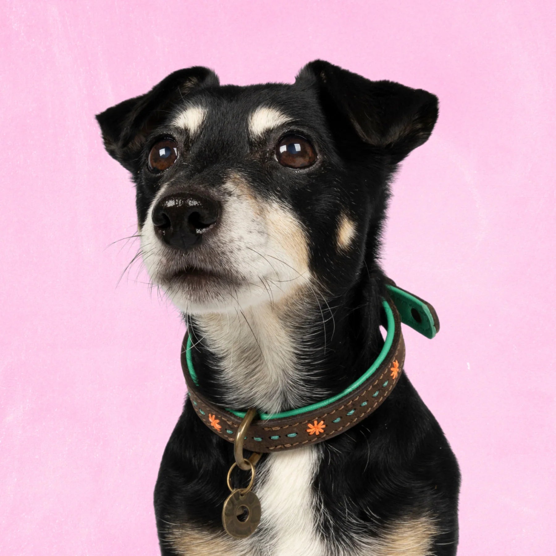 Urban Joplin Dog with a Mission