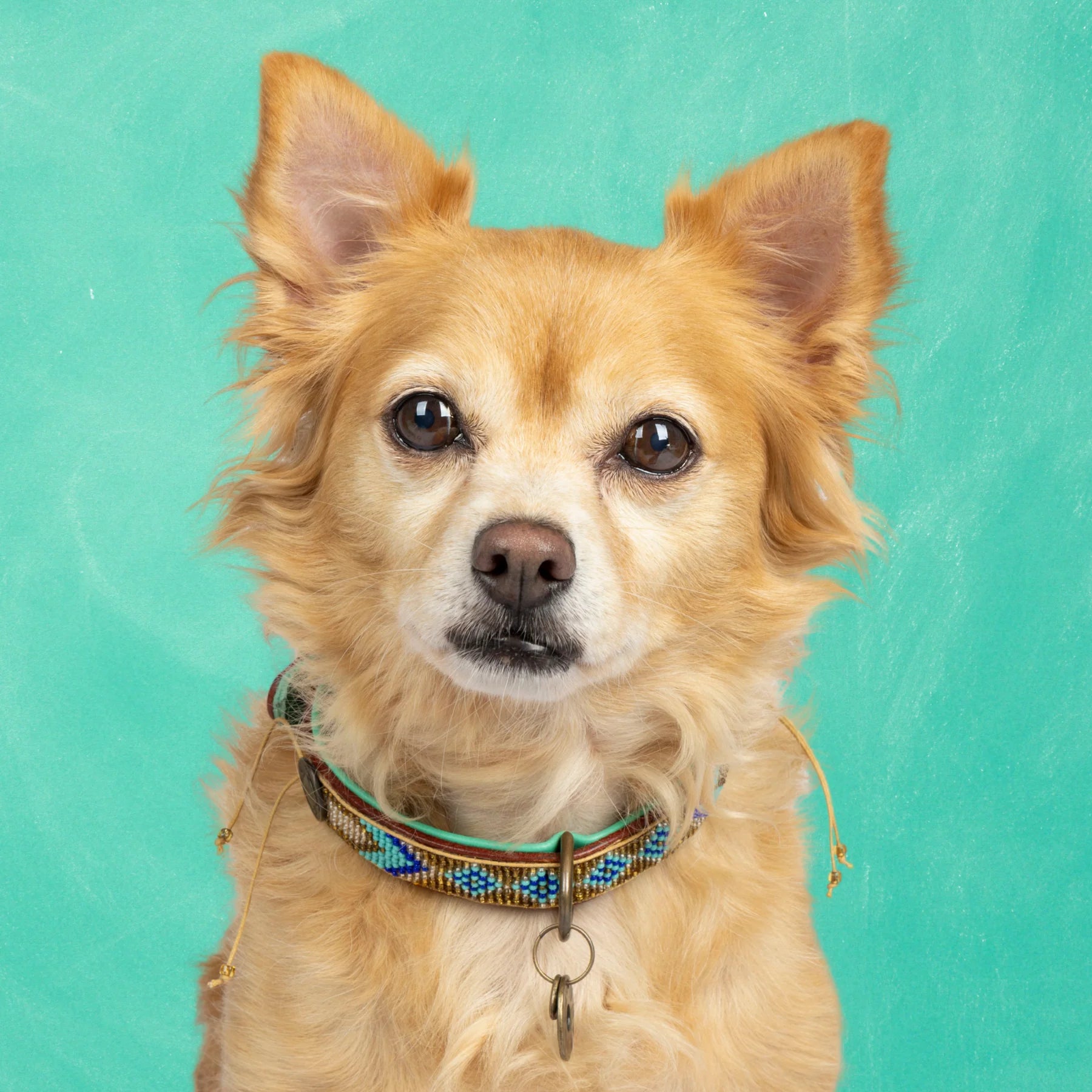 Indi Moon Halsband Dog with a Mission