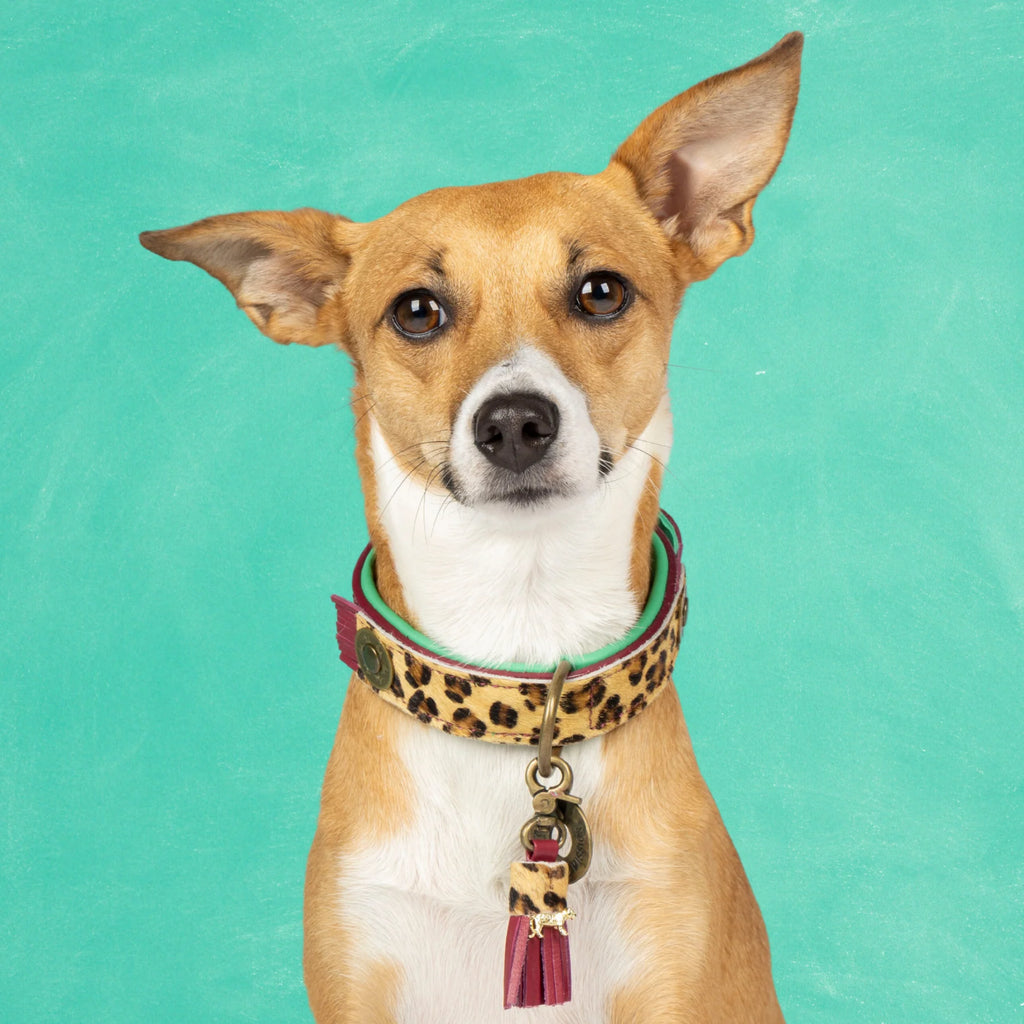 Lou Lou Halsband Dog with a Mission