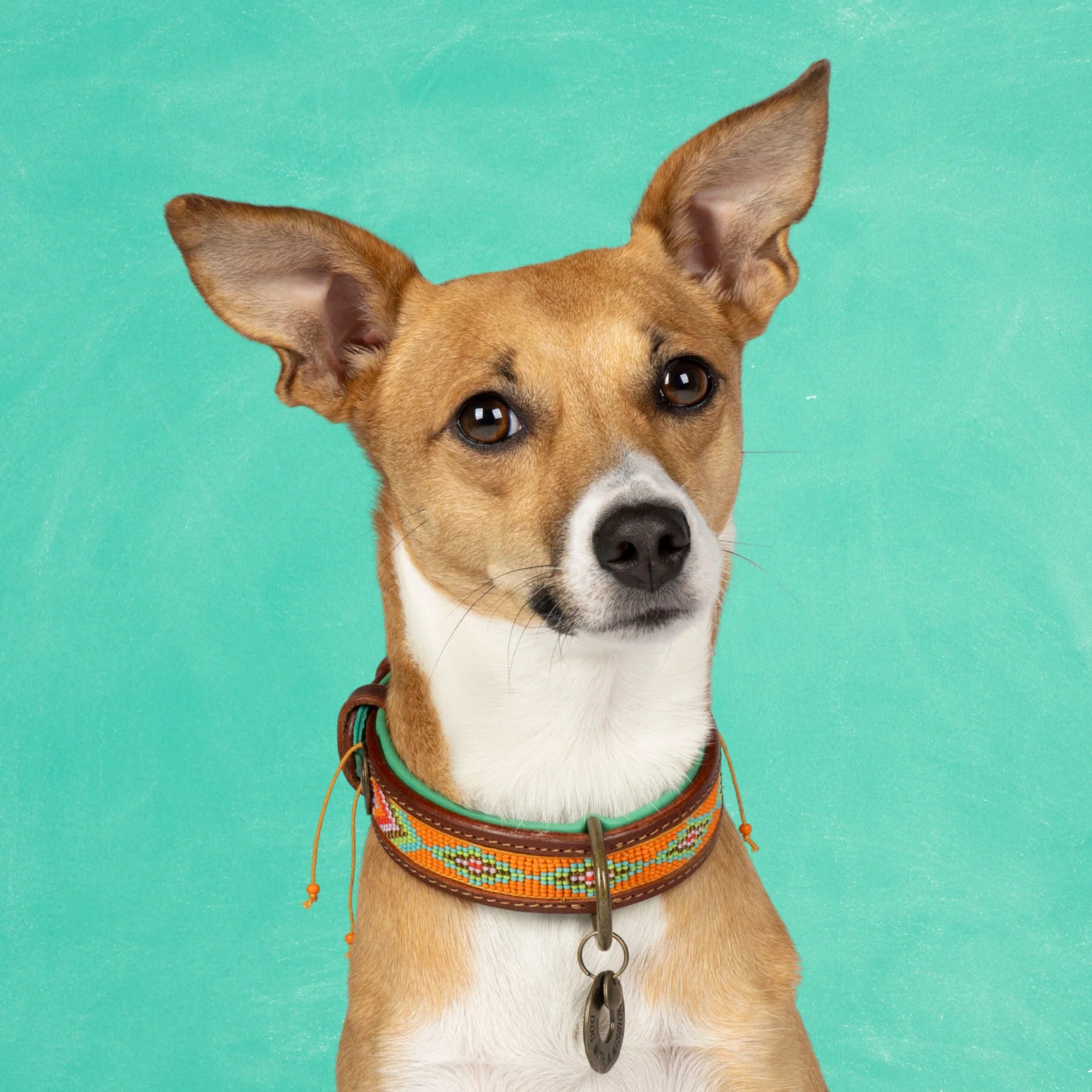 Tiger Lily Halsband Dog with a Mission