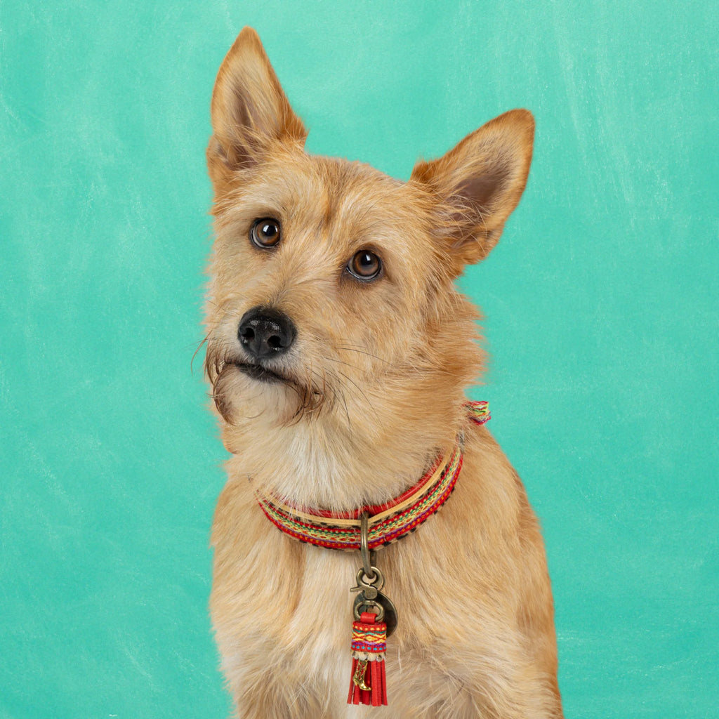 Gypsy Hundehalsband Dog with a Mission