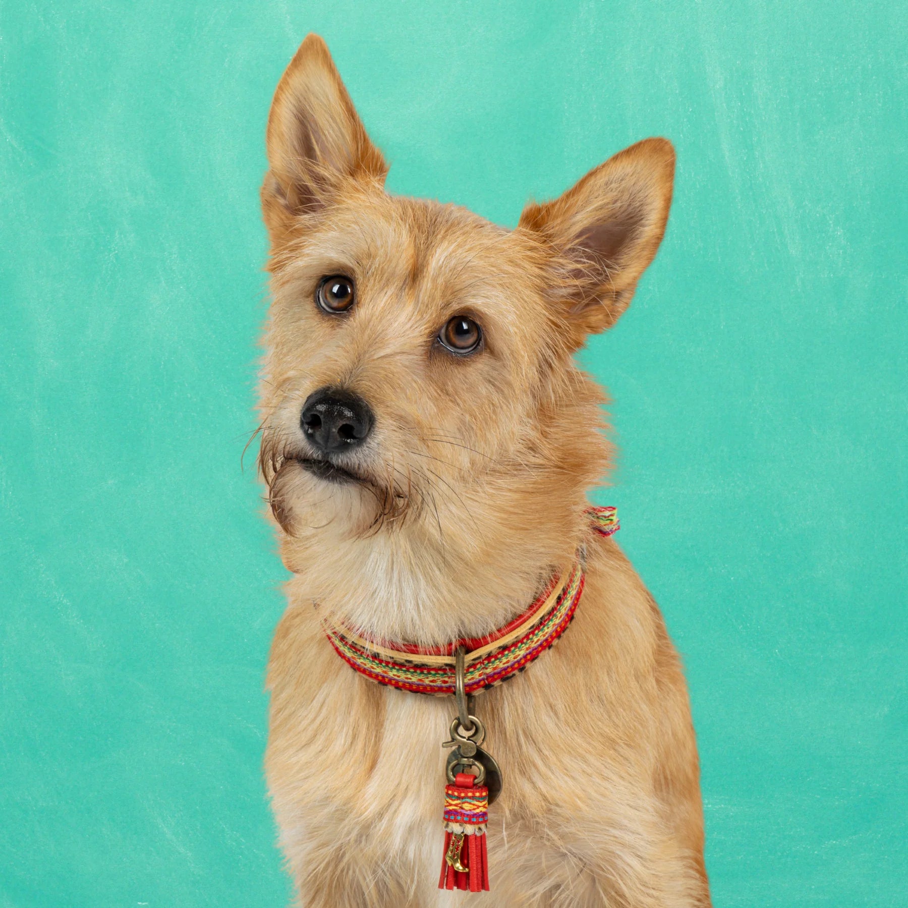 Gypsy Hundehalsband Dog with a Mission