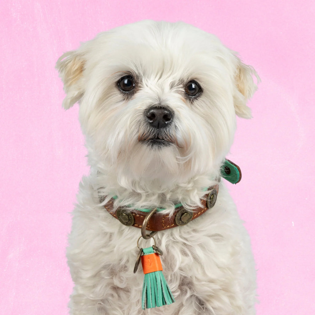 Urban Halsband Dog with a Mission