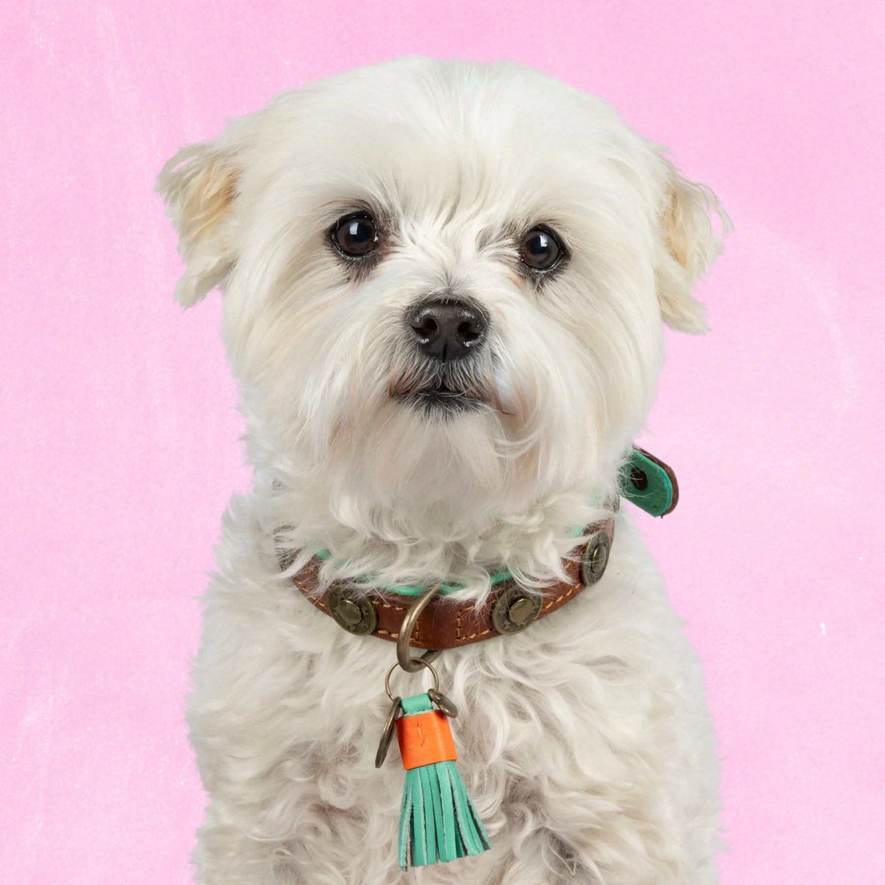 Urban Halsband Dog with a Mission
