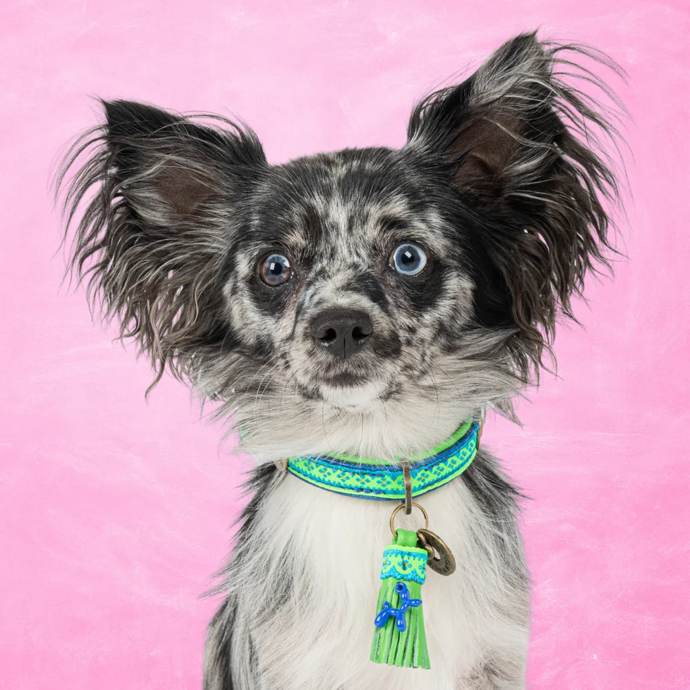 Zula Halsband Dog with a Mission