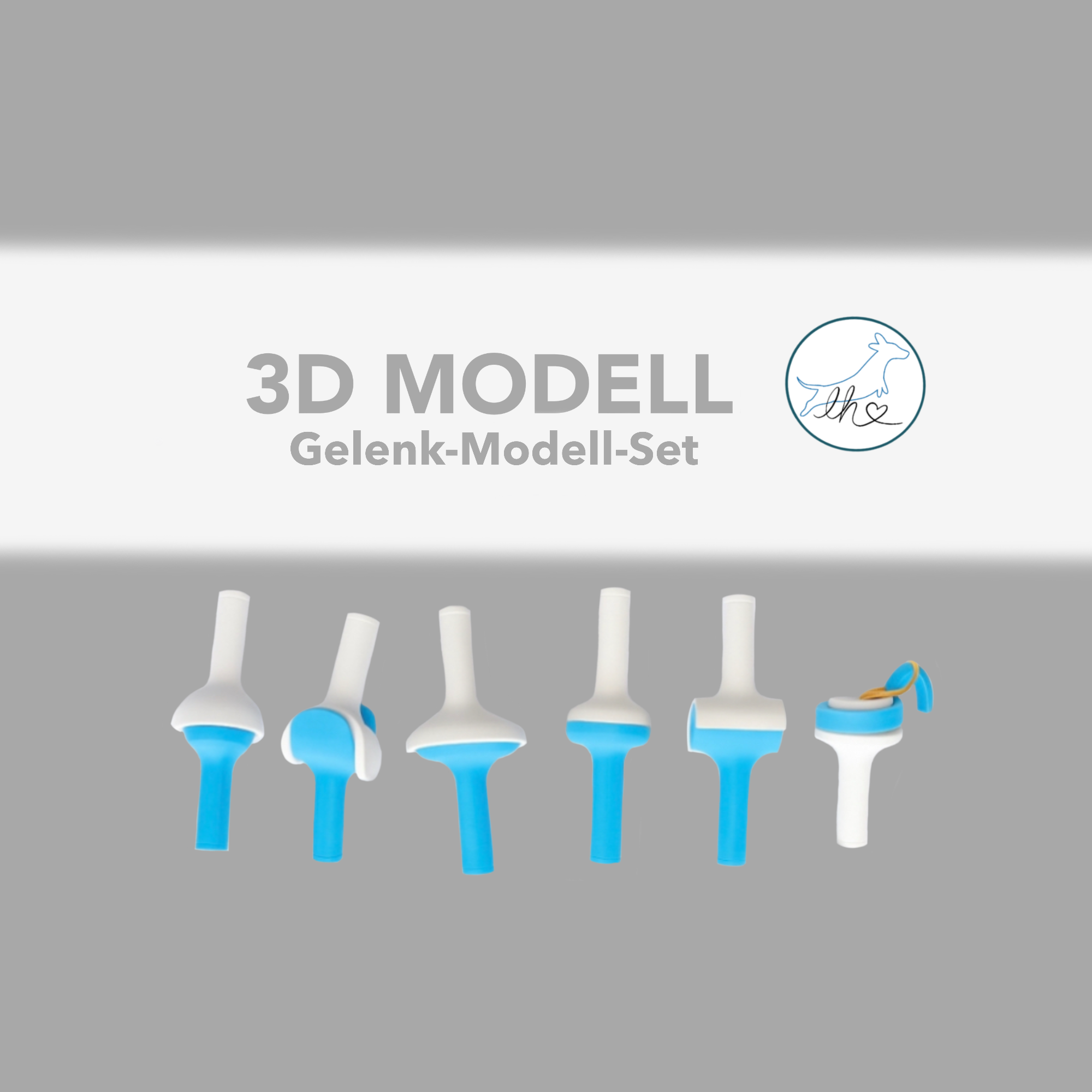 3D gedrucktes Synovial-Gelenkmodell-Set