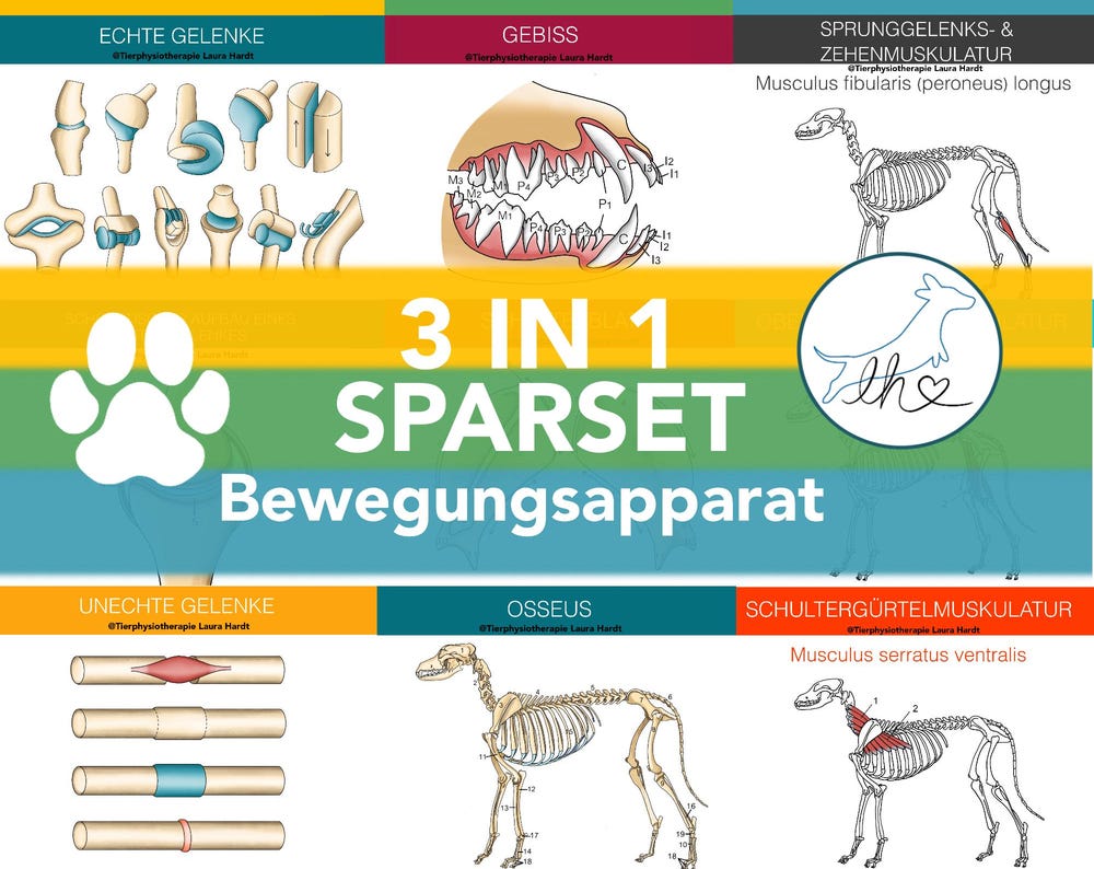 Lernset Muskeln + Knochen + Gelenke Hunde (3-in-1 Sparset)