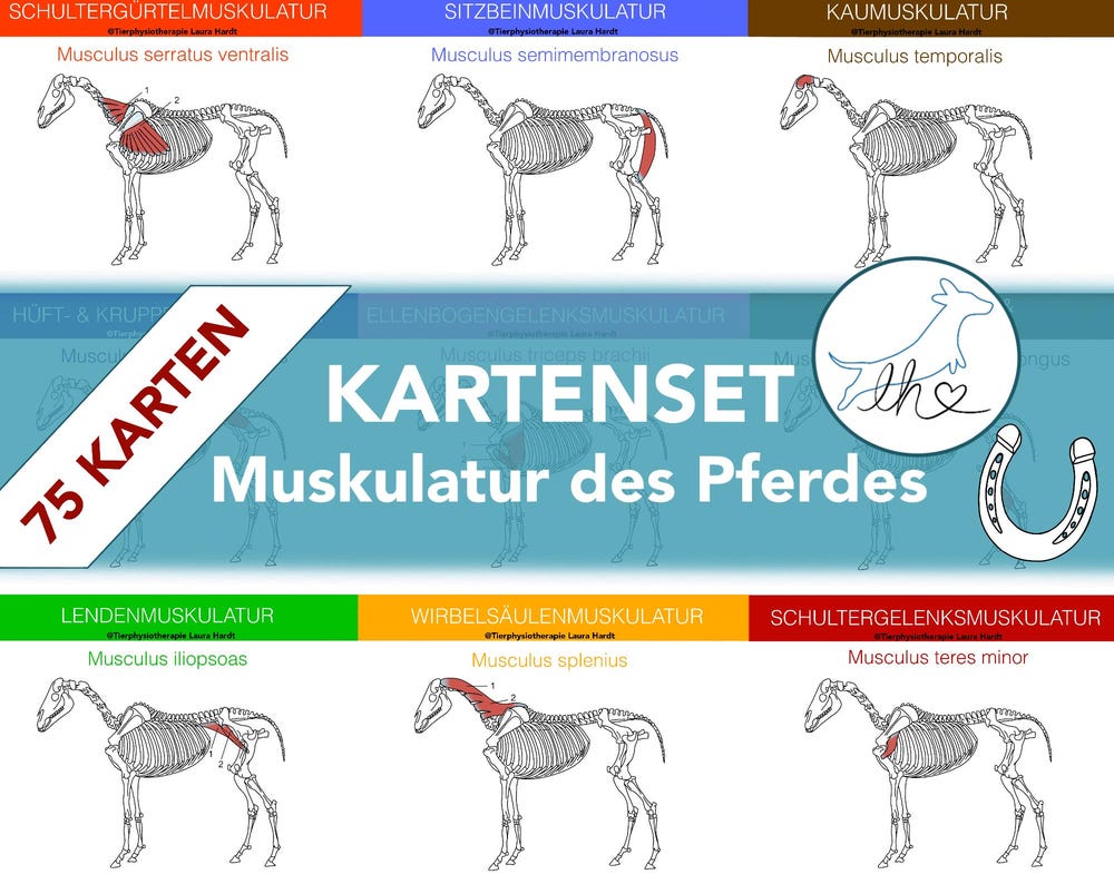 Muskelkarten Pferde