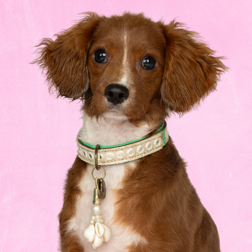 Love Story Halsband Dog with a Mission